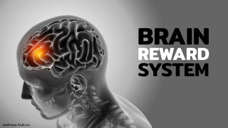 Brain Reward System | ระบบการให้รางวัลของสมอง