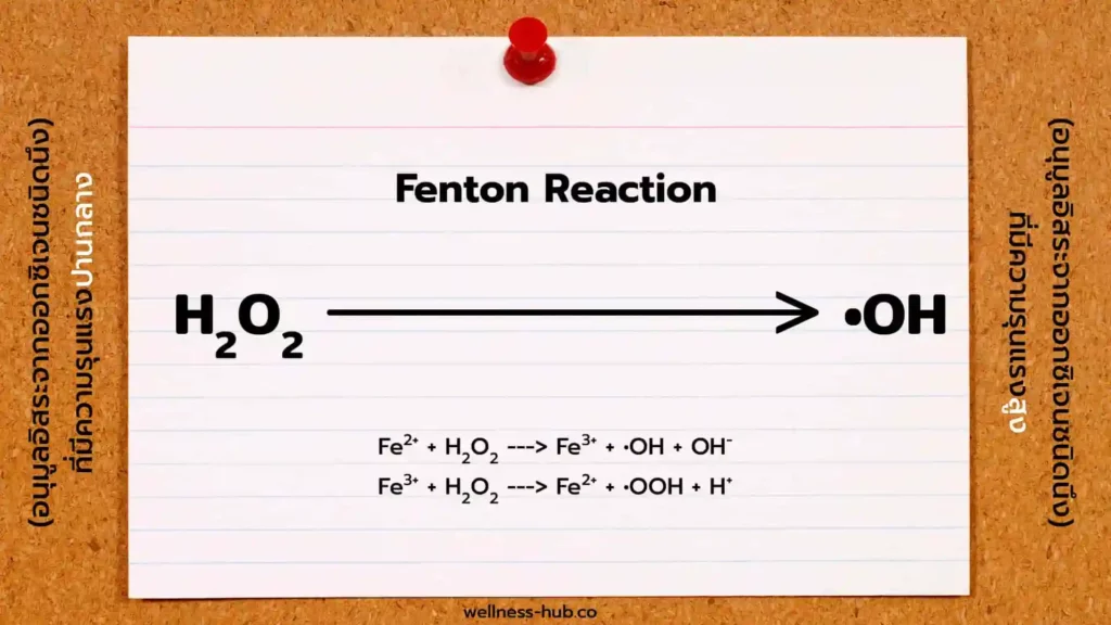 Fenton Reaction | ปฎิกิริยาเหล็กเป็นพิษ