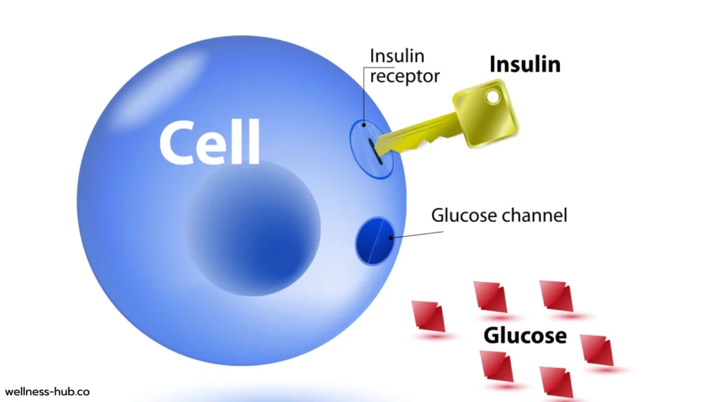 อินซูลิน Insulin | คืออะไร? ทำหน้าที่อะไร? หลั่งตอนไหน?
