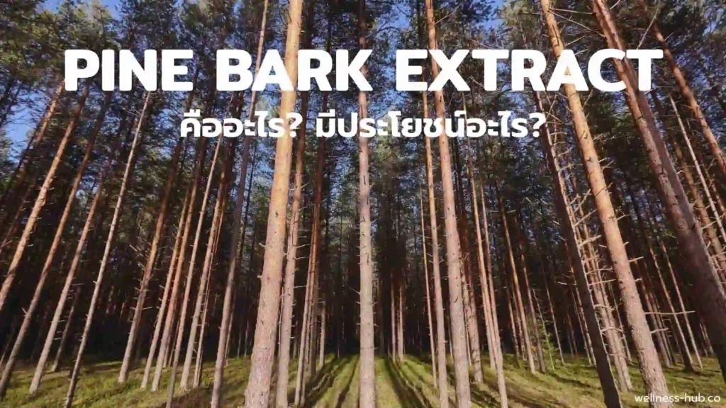 Pine Bark Extract | คืออะไร? มีประโยชน์อะไร?
