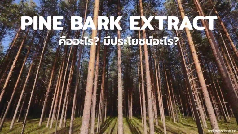 Pine Bark Extract – ไพน์บาร์ค – สารสกัดจากเปลือกสน | คือ? ประโยชน์?