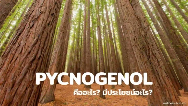 Pycnogenol พิกโนจินอล | คืออะไร? มีประโยชน์อะไร?