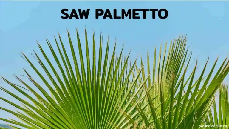 Saw Palmetto | คืออะไร? มีประโยชน์อะไร?