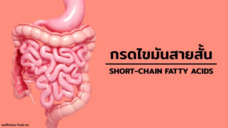 Short-Chain Fatty Acids / กรดไขมันสายสั้น | คือ-ประโยชน์-อาหารเสริม