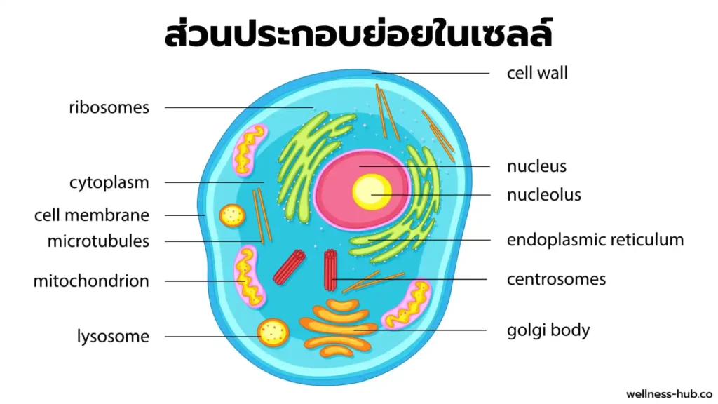 ไมโทคอนเดรีย Mitochondria | คืออะไร? ทำหน้าที่อะไร?