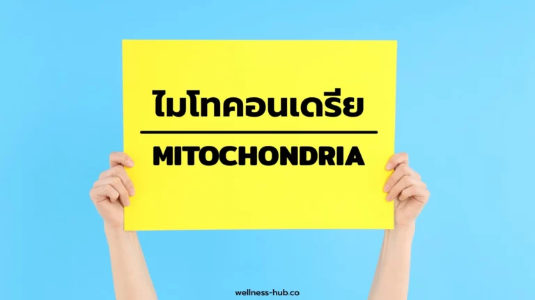 ไมโทคอนเดรีย – Mitochondria | คืออะไร? ทำหน้าที่อะไร?
