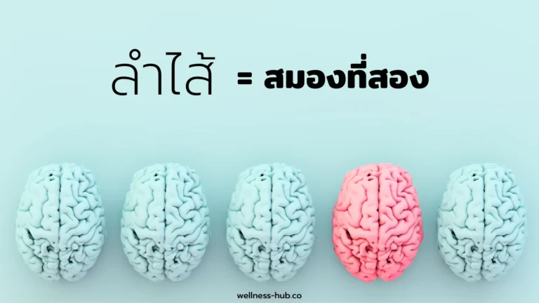 ลําไส้ สมองที่สอง | The Second Brain
