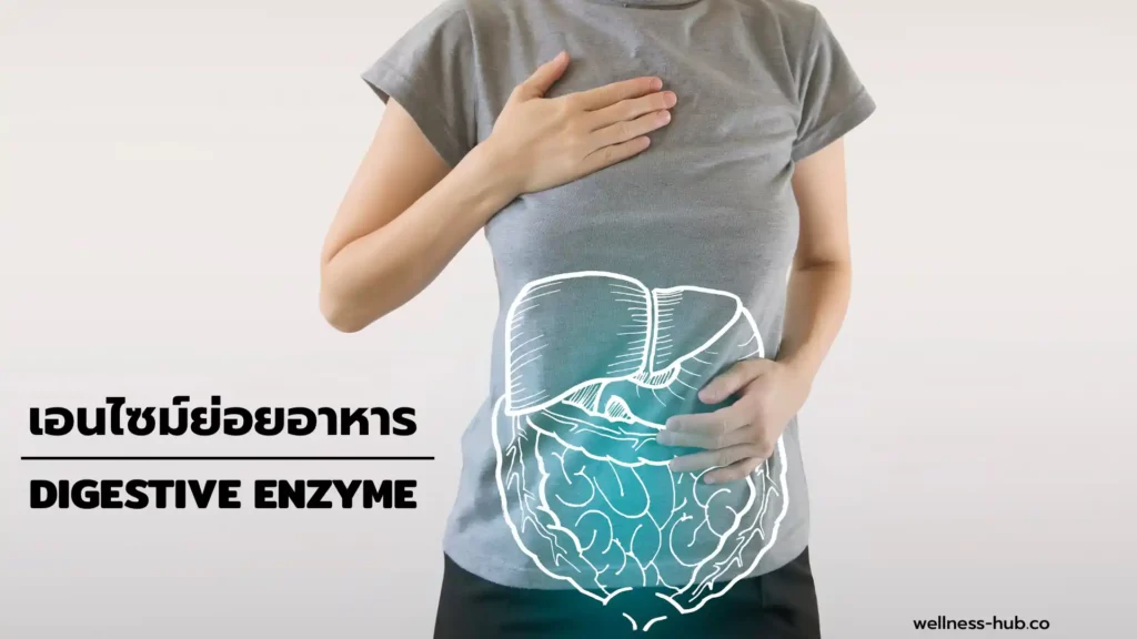 เอนไซม์ย่อยอาหาร - Digestive Enzyme | คืออะไร? มีอะไรบ้าง?