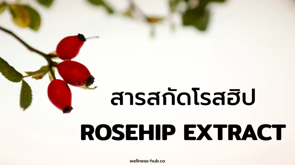 Rosehip Extract - สารสกัดจากโรสฮิป | คือ? สรรพคุณ? ผลข้างเคียง?