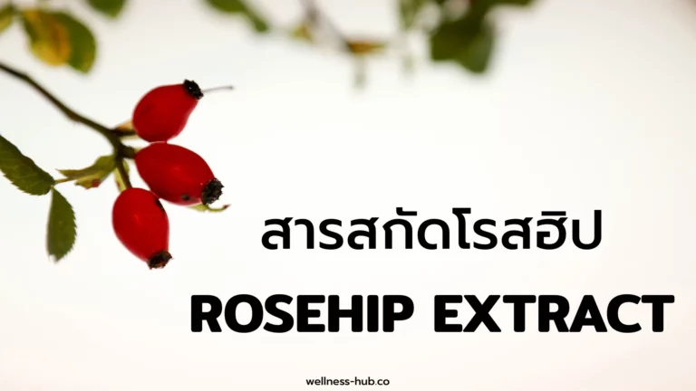Rosehip Extract – สารสกัดจากโรสฮิป | คือ? สรรพคุณ? ผลข้างเคียง?