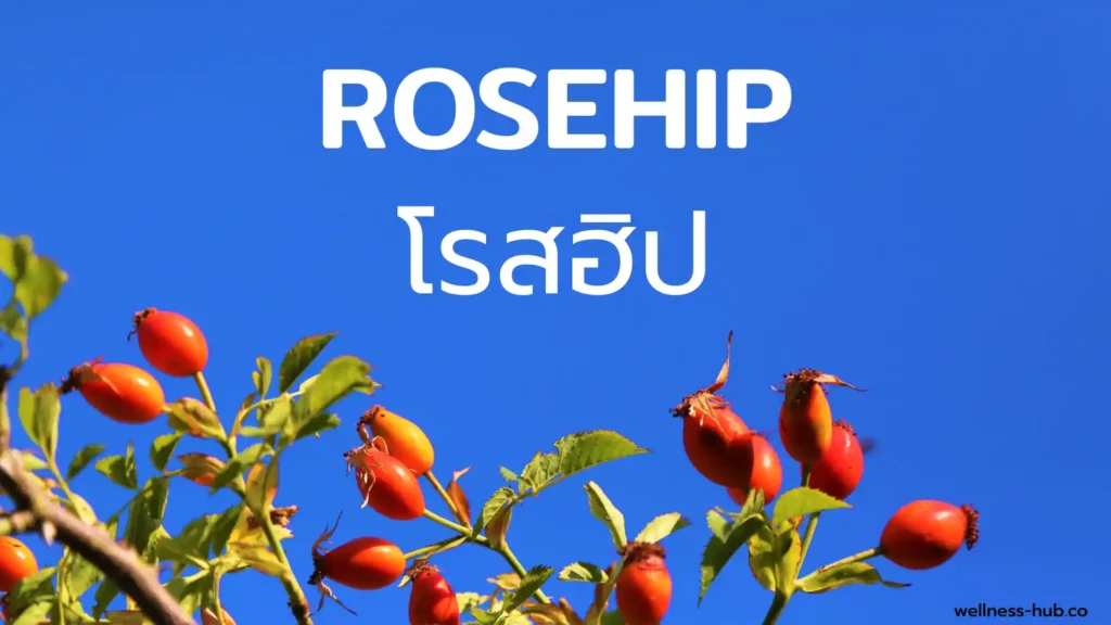 Rosehip - โรสฮิป - ผลกุหลาบ | คือ? สรรพคุณ? ผลข้างเคียง?