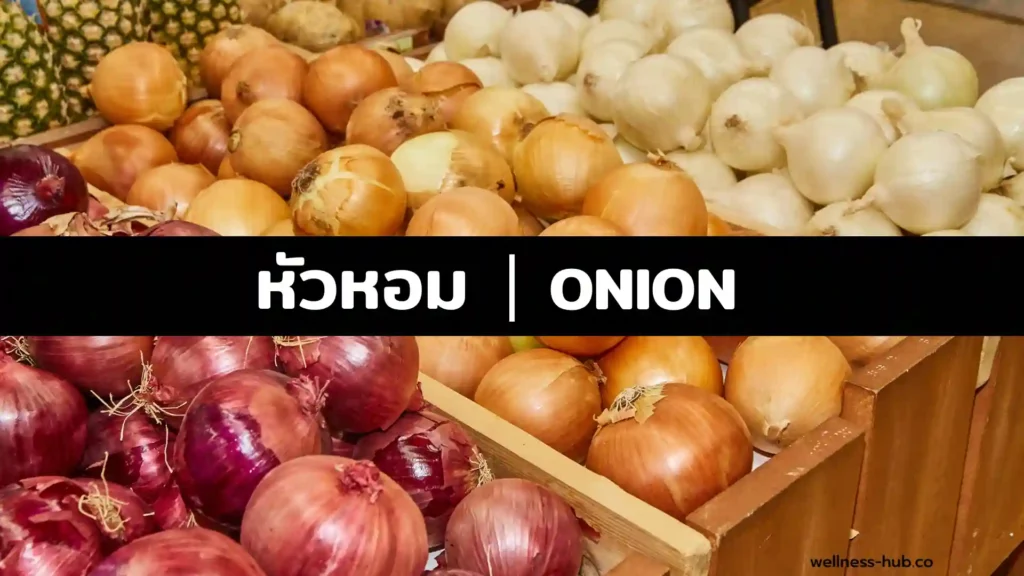 หัวหอม - Onion | ประโยชน์? แก้หวัด? สรรพคุณ? ข้อควรระวัง?